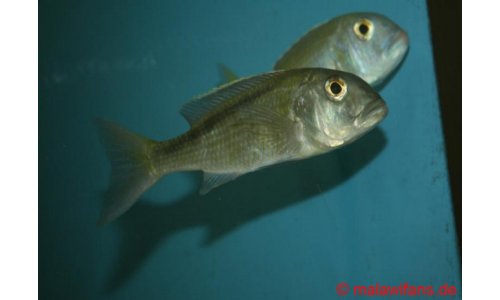 Buccochromis spectabilis